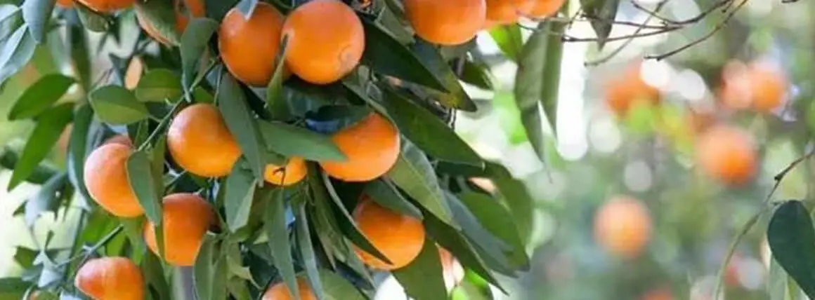 A close up of an orange tree with oranges