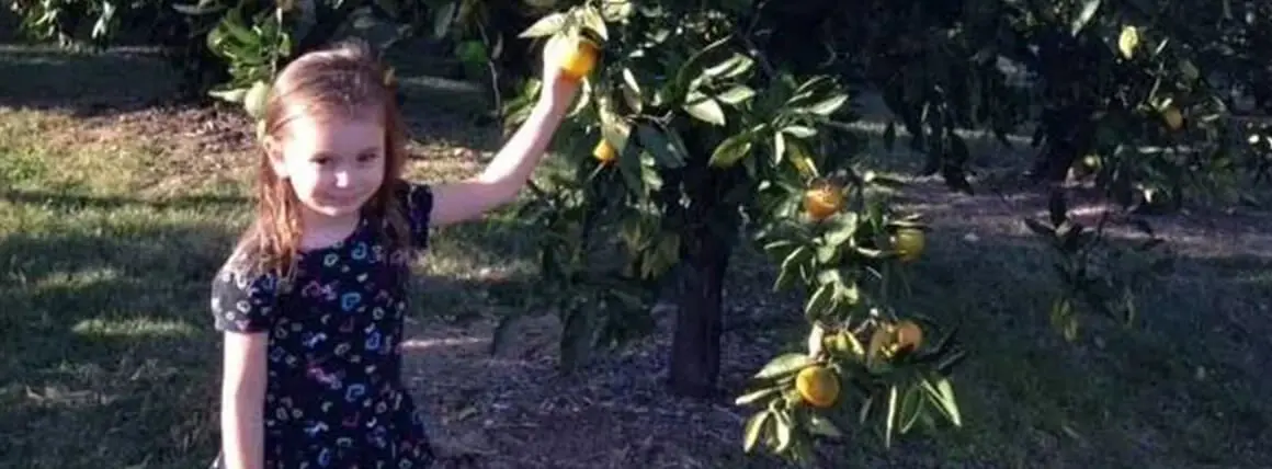 A person picking oranges from an orange tree.