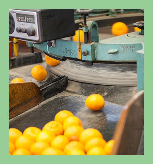 A conveyor belt with oranges on it.