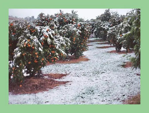 A field of oranges with snow on the ground.