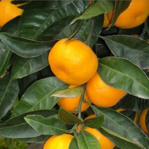 A close up of some oranges on the tree