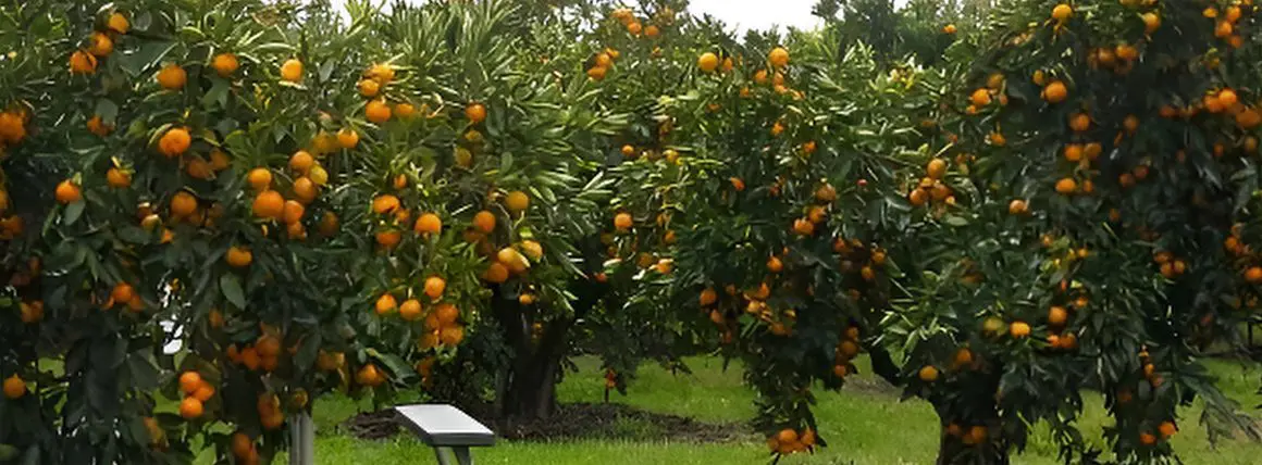 A tree filled with lots of oranges near a bench.